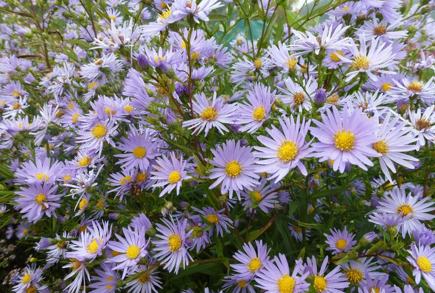 Hvězdnice hladká 'Novemberblau' - Aster laevis 'Novemberblau'