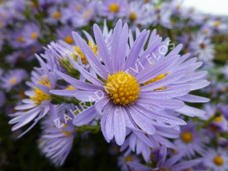 Hvězdnice hladká 'Novemberblau' - Aster laevis 'Novemberblau'
