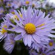 Hvězdnice hladká 'Novemberblau' - Aster laevis 'Novemberblau'