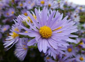 Hvězdnice hladká 'Novemberblau' - Aster laevis 'Novemberblau'