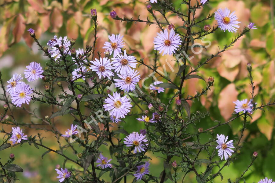 Hvězdnice hladká 'Calliope' - Aster laevis 'Calliope'