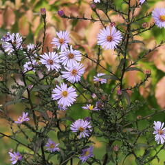 Hvězdnice hladká 'Calliope' - Aster laevis 'Calliope'