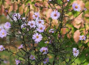 Hvězdnice hladká 'Calliope' - Aster laevis 'Calliope'