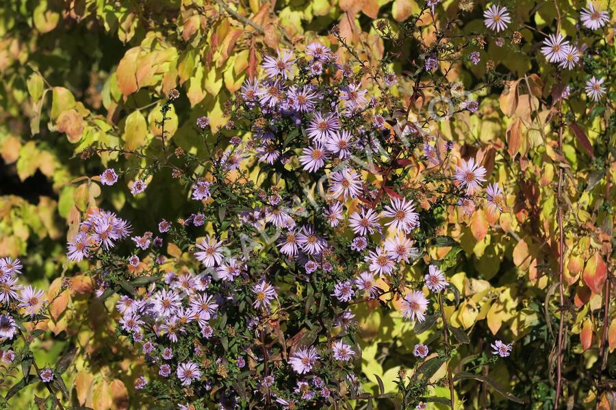 Hvězdnice hladká 'Calliope' - Aster laevis 'Calliope'