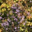 Hvězdnice hladká 'Calliope' - Aster laevis 'Calliope'