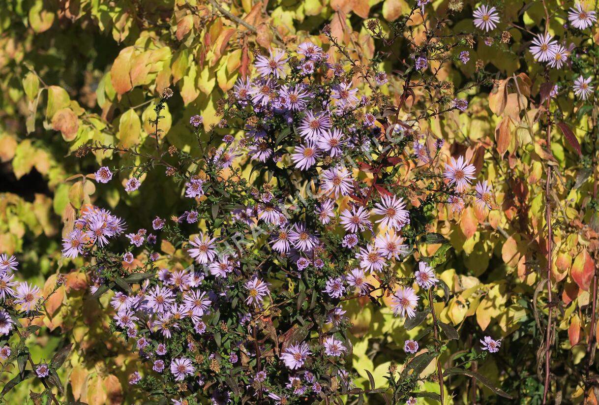 Hvězdnice hladká 'Calliope' - Aster laevis 'Calliope'