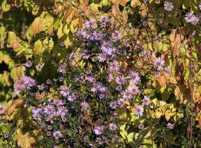 Hvězdnice hladká 'Calliope' - Aster laevis 'Calliope'