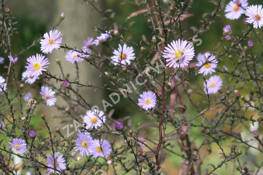 Hvězdnice hladká 'Calliope' - Aster laevis 'Calliope'