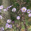 Hvězdnice hladká 'Calliope' - Aster laevis 'Calliope'