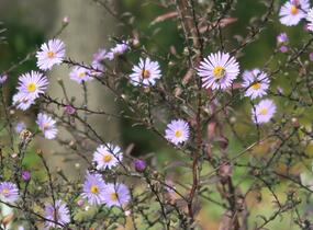 Hvězdnice hladká 'Calliope' - Aster laevis 'Calliope'