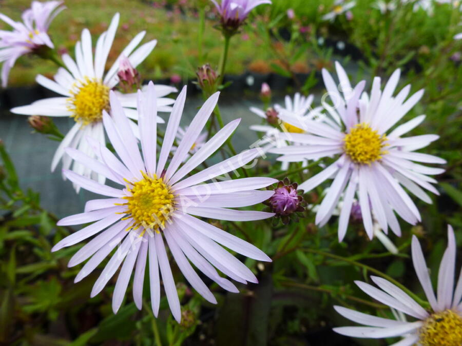 Hvězdnice hladká 'Calliope' - Aster laevis 'Calliope'
