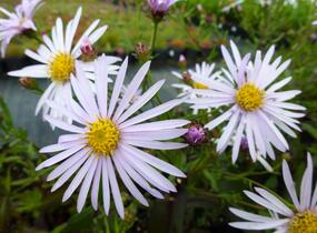 Hvězdnice hladká 'Calliope' - Aster laevis 'Calliope'