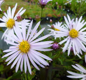 Hvězdnice hladká 'Calliope' - Aster laevis 'Calliope'