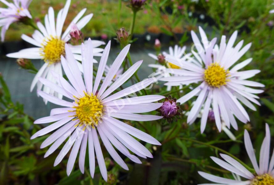 Hvězdnice hladká 'Calliope' - Aster laevis 'Calliope'