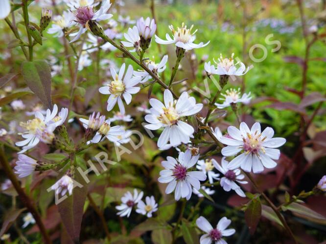 Hvězdnice srdcolistá 'Blütenregen' - Aster cordifolius 'Blütenregen'