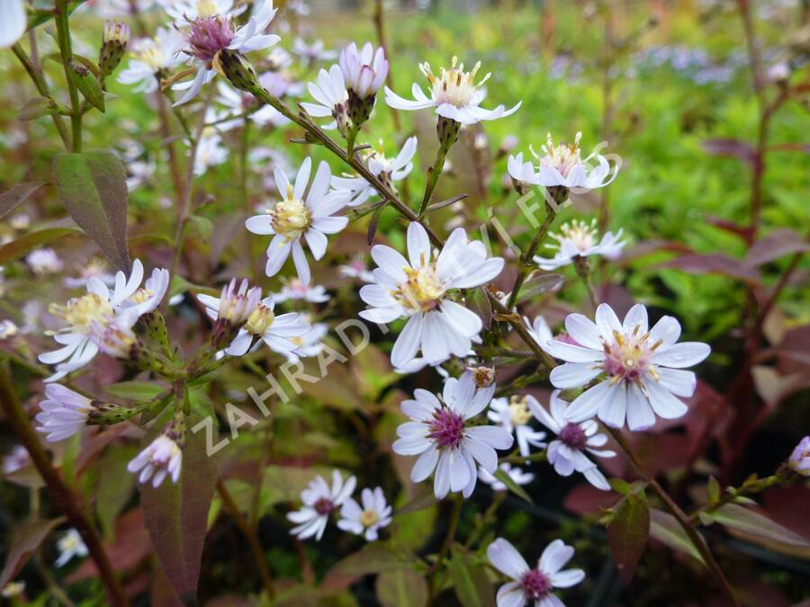 Hvězdnice srdcolistá 'Blütenregen' - Aster cordifolius 'Blütenregen'