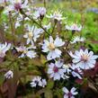 Hvězdnice srdcolistá 'Blütenregen' - Aster cordifolius 'Blütenregen'