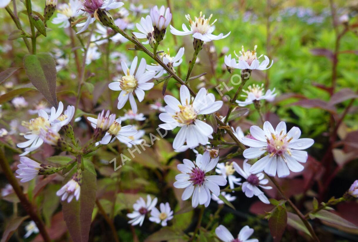 Hvězdnice srdcolistá 'Blütenregen' - Aster cordifolius 'Blütenregen'