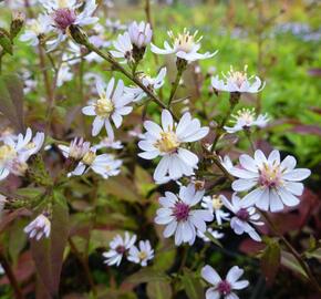 Hvězdnice srdcolistá 'Blütenregen' - Aster cordifolius 'Blütenregen'