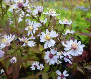 Hvězdnice srdcolistá 'Blütenregen' - Aster cordifolius 'Blütenregen'