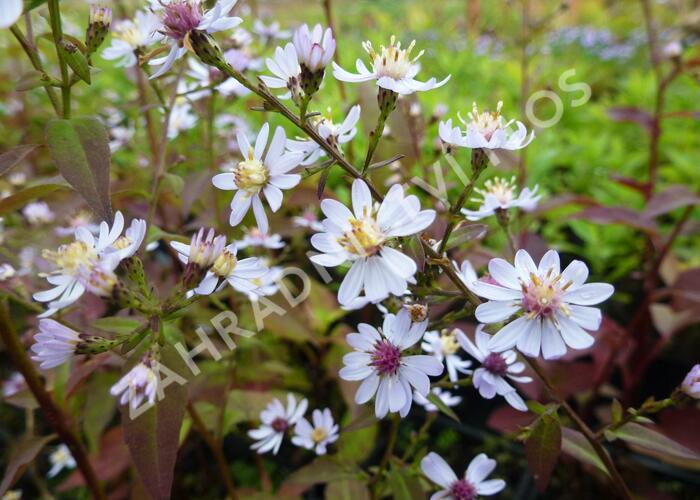 Hvězdnice srdcolistá 'Blütenregen' - Aster cordifolius 'Blütenregen'