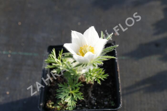 Koniklec obecný' Pinwheel White' - Pulsatilla vulgaris 'Pinwheel White'