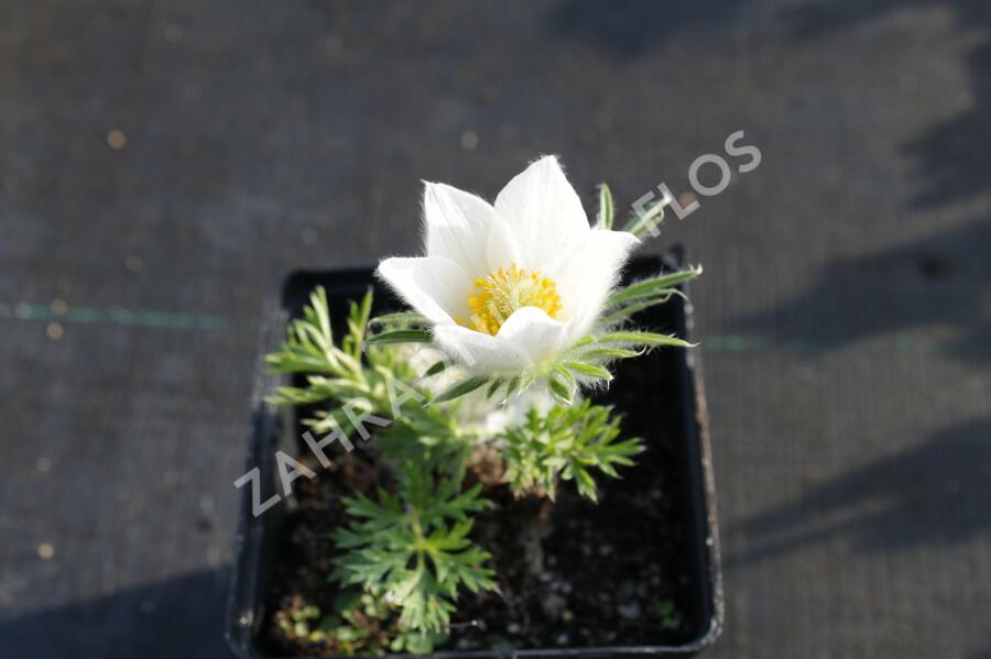 Koniklec obecný' Pinwheel White' - Pulsatilla vulgaris 'Pinwheel White'