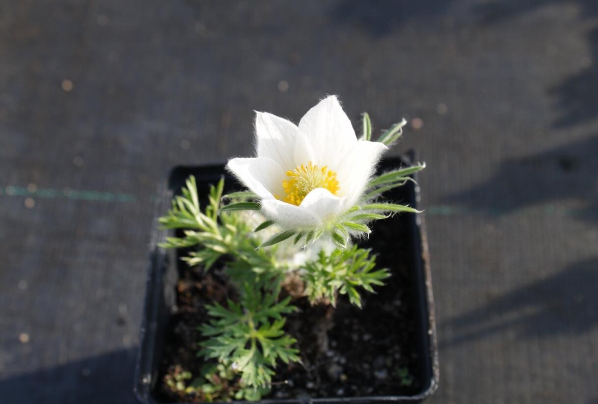 Koniklec obecný 'Pinwheel White' - Pulsatilla vulgaris 'Pinwheel White'