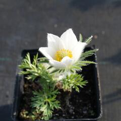 Koniklec obecný' Pinwheel White' - Pulsatilla vulgaris 'Pinwheel White'