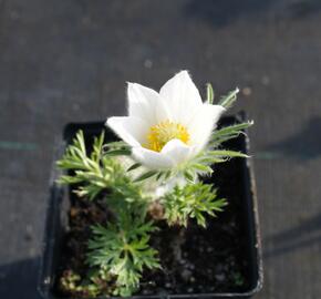 Koniklec obecný' Pinwheel White' - Pulsatilla vulgaris 'Pinwheel White'