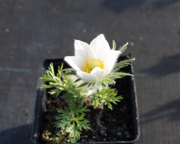 Koniklec obecný 'Pinwheel White'