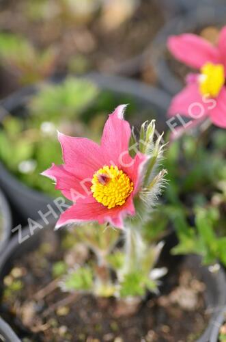 Koniklec obecný 'Pinwheel Dark Red Shades' - Pulsatilla vulgaris 'Pinwheel Dark Red Shades'