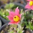 Koniklec obecný 'Pinwheel Dark Red Shades' - Pulsatilla vulgaris 'Pinwheel Dark Red Shades'