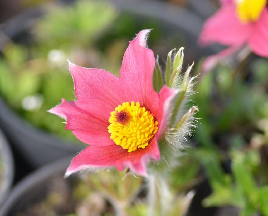 Koniklec obecný 'Pinwheel Dark Red Shades' - Pulsatilla vulgaris 'Pinwheel Dark Red Shades'