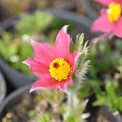 Koniklec obecný 'Pinwheel Dark Red Shades' - Pulsatilla vulgaris 'Pinwheel Dark Red Shades'