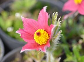 Koniklec obecný 'Pinwheel Dark Red Shades' - Pulsatilla vulgaris 'Pinwheel Dark Red Shades'