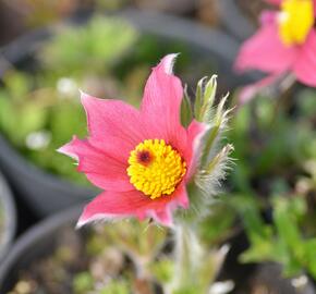 Koniklec obecný 'Pinwheel Dark Red Shades' - Pulsatilla vulgaris 'Pinwheel Dark Red Shades'