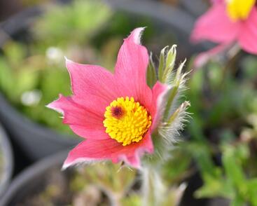 Koniklec obecný 'Pinwheel Dark Red Shades'