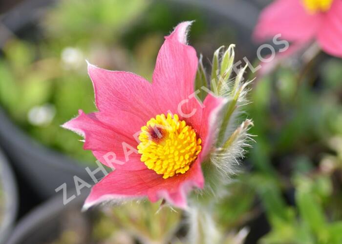 Koniklec obecný 'Pinwheel Dark Red Shades' - Pulsatilla vulgaris 'Pinwheel Dark Red Shades'