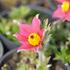 koniklec-obecny-pinwheel-dark-red-shades.jpg