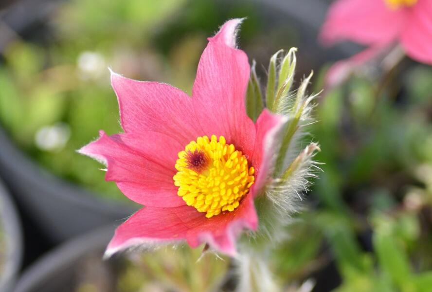 Koniklec obecný 'Pinwheel Dark Red Shades' - Pulsatilla vulgaris 'Pinwheel Dark Red Shades'