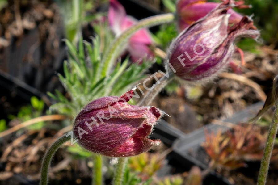 Koniklec obecný 'Pinwheel Dark Red Shades' - Pulsatilla vulgaris 'Pinwheel Dark Red Shades'