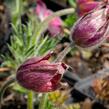 Koniklec obecný 'Pinwheel Dark Red Shades' - Pulsatilla vulgaris 'Pinwheel Dark Red Shades'