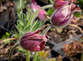 Koniklec obecný 'Pinwheel Dark Red Shades' - Pulsatilla vulgaris 'Pinwheel Dark Red Shades'