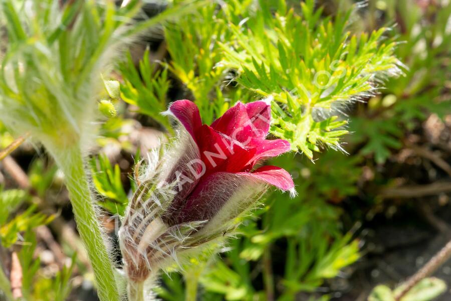 Koniklec obecný 'Pinwheel Dark Red Shades' - Pulsatilla vulgaris 'Pinwheel Dark Red Shades'
