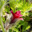 Koniklec obecný 'Pinwheel Dark Red Shades' - Pulsatilla vulgaris 'Pinwheel Dark Red Shades'