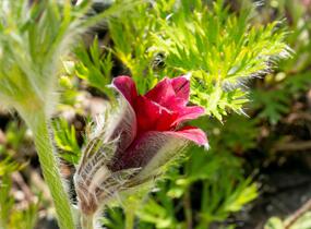 Koniklec obecný 'Pinwheel Dark Red Shades' - Pulsatilla vulgaris 'Pinwheel Dark Red Shades'