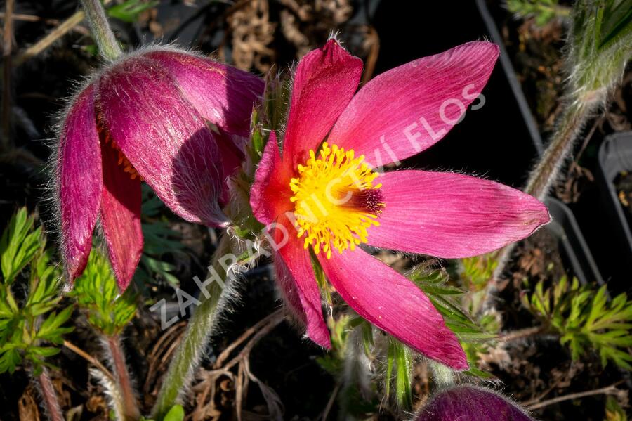 Koniklec obecný 'Pinwheel Dark Red Shades' - Pulsatilla vulgaris 'Pinwheel Dark Red Shades'