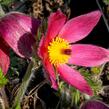 Koniklec obecný 'Pinwheel Dark Red Shades' - Pulsatilla vulgaris 'Pinwheel Dark Red Shades'