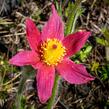 Koniklec obecný 'Pinwheel Dark Red Shades' - Pulsatilla vulgaris 'Pinwheel Dark Red Shades'